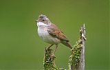 Greater Whitethroatborder=